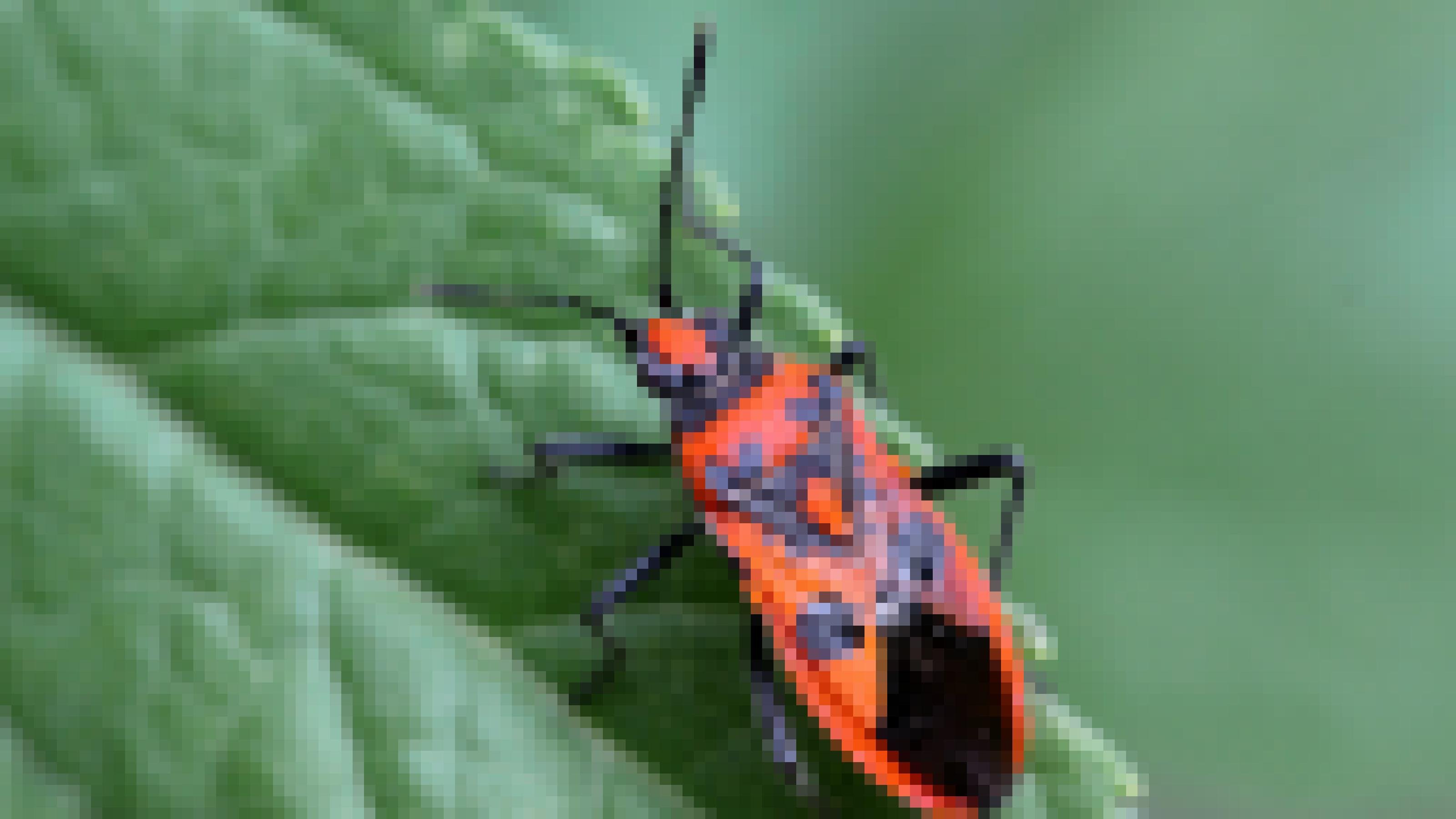 Ein rot-schwarz gezeichnetes Insekt sitzt auf einem grünen Blatt.