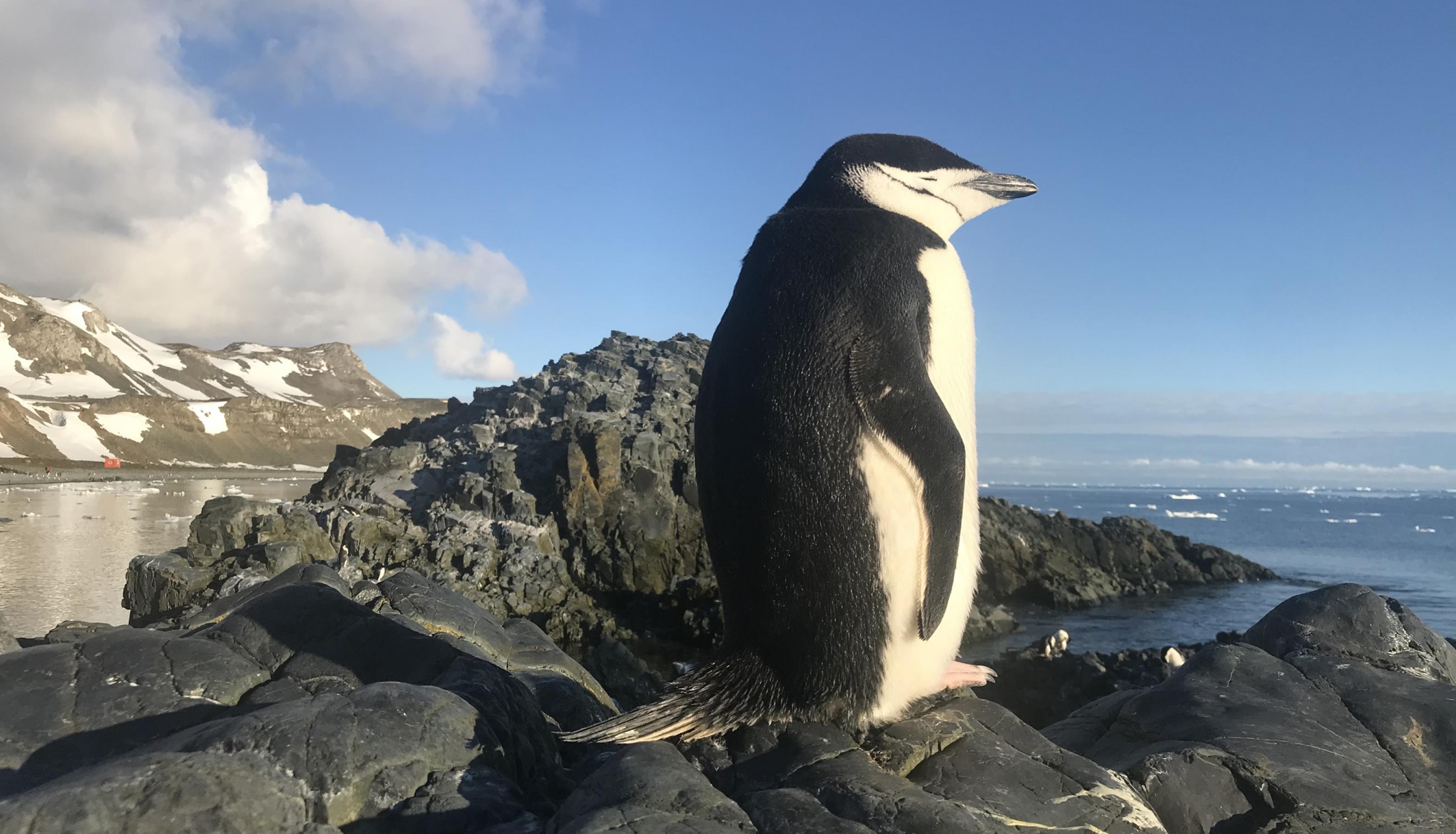 Ein Pinguin dreht uns seinen schwarzen Rücken zu. Er hat zwar die Augen geschlossen, es wirkt aber so, als würde er aufs blaue Meer schauen. Darüber der ebenfalls sehr blaue Himmel.