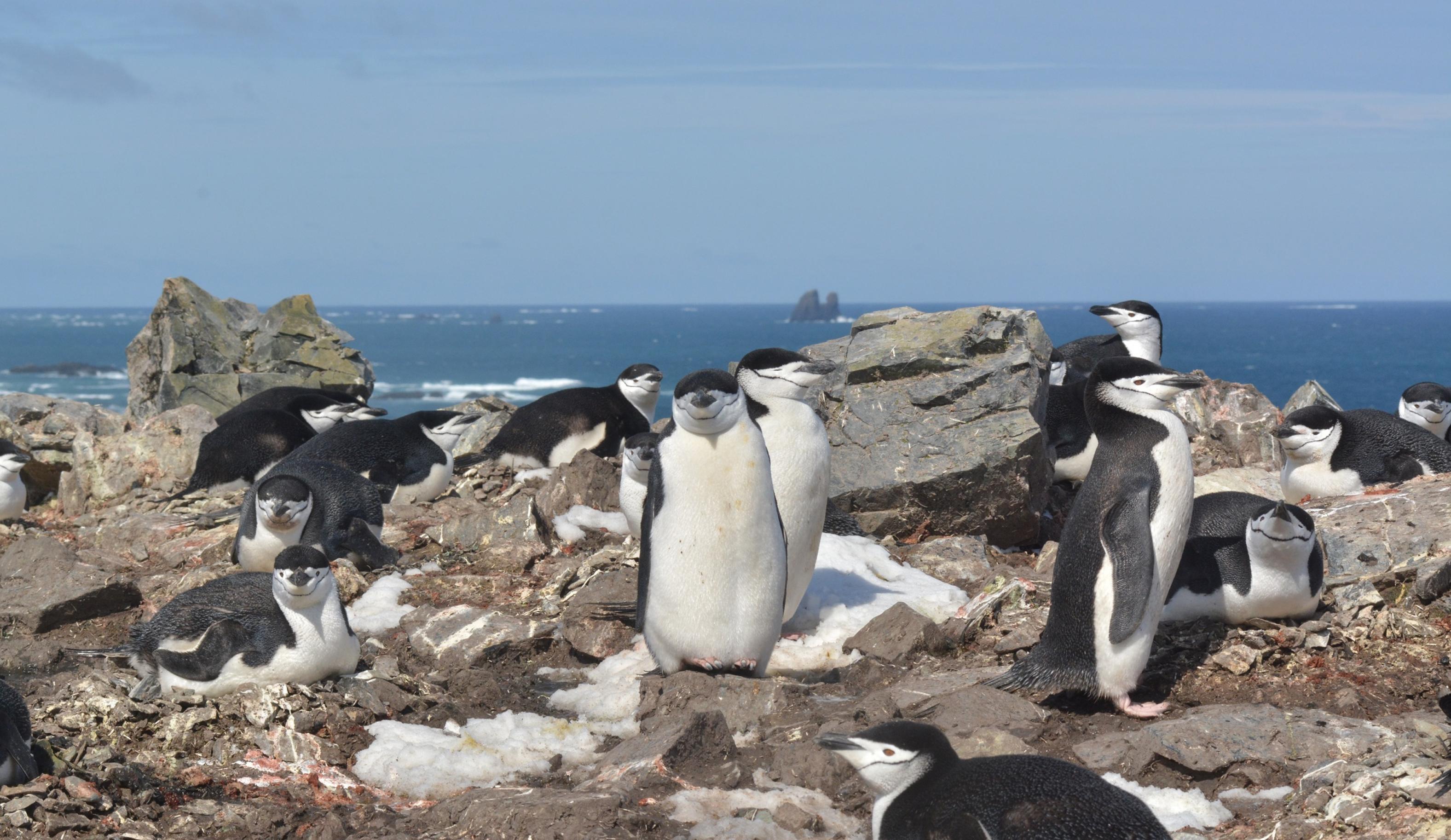 Ein paar schwarz-weiße Pinguine sitzen, stehen oder liegen auf einer fesligen Küstenlandschaft.