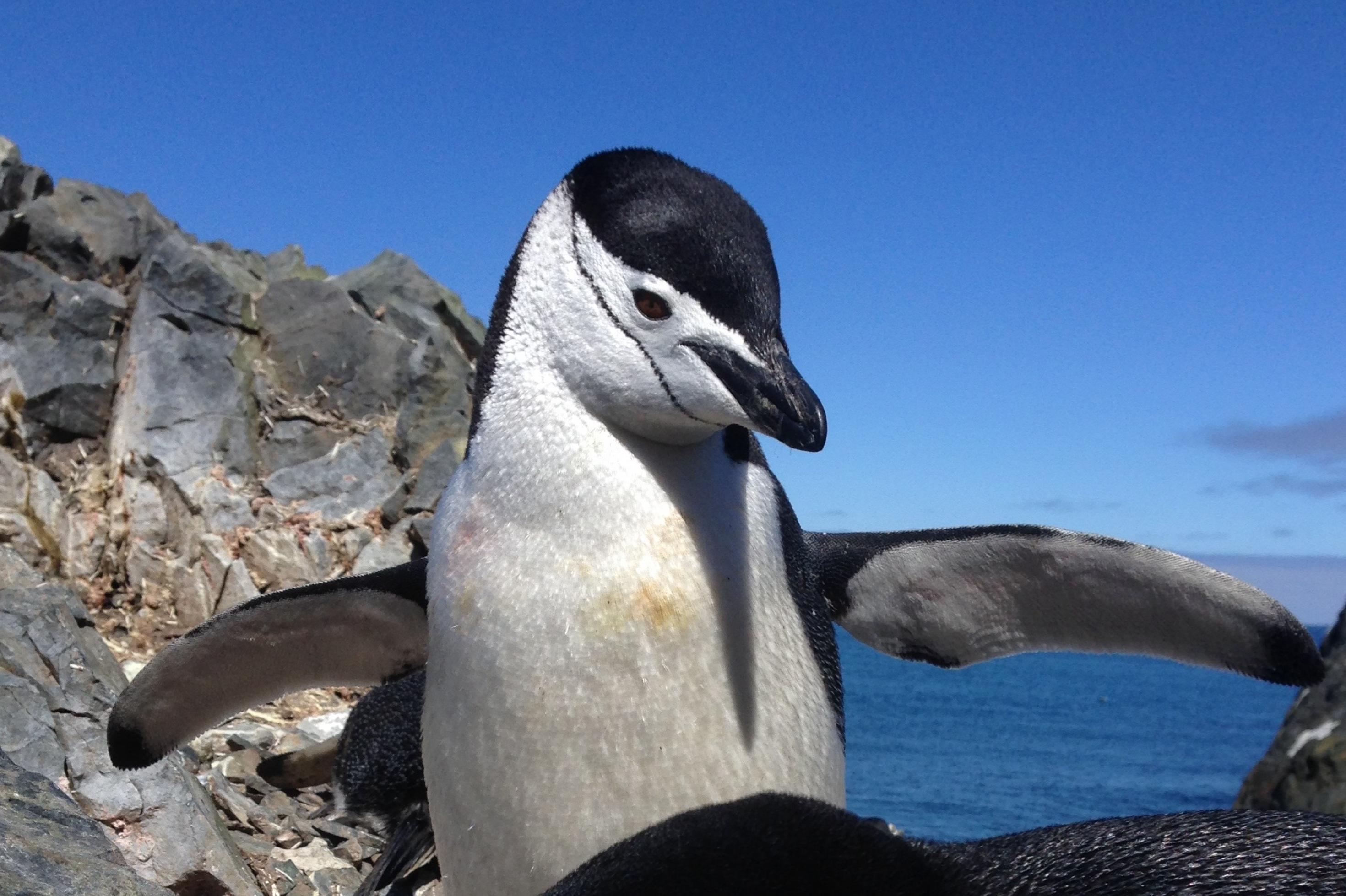 Ein schwarz-weißer Pinguin breitet seine flossenartigen kurzen Flügel aus. Hinter ihm der tiefblaue Himmel. Das schöne Tier hat einen schwarzen Schädel, eine schwarzen Schnabel und schwarze Augen.