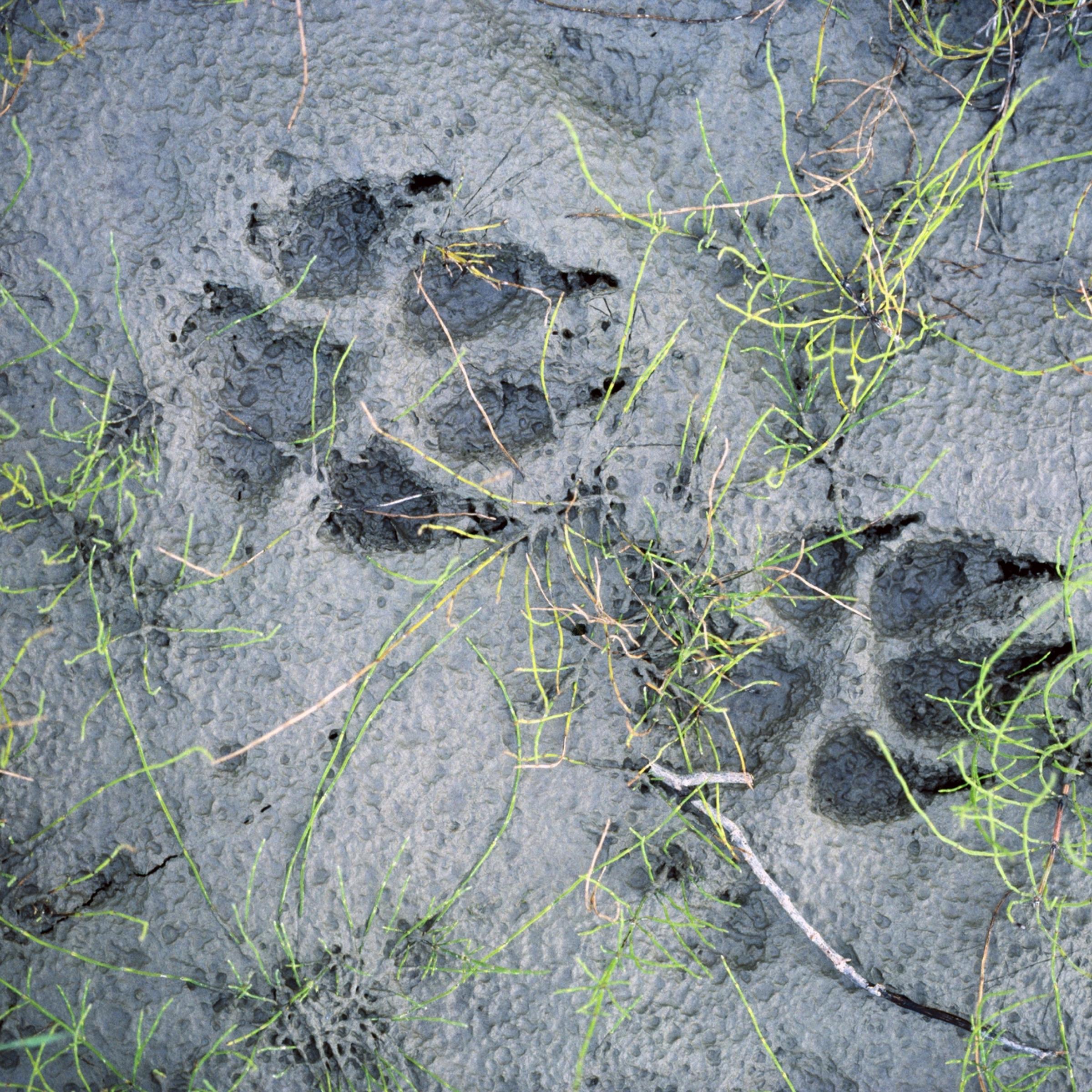 Zwei Pfotenabdrücke eines Wolfes in grauem Schlamm, über den sich einige dünne grüne Schachtelhalm-Zweige ausbreiten.
