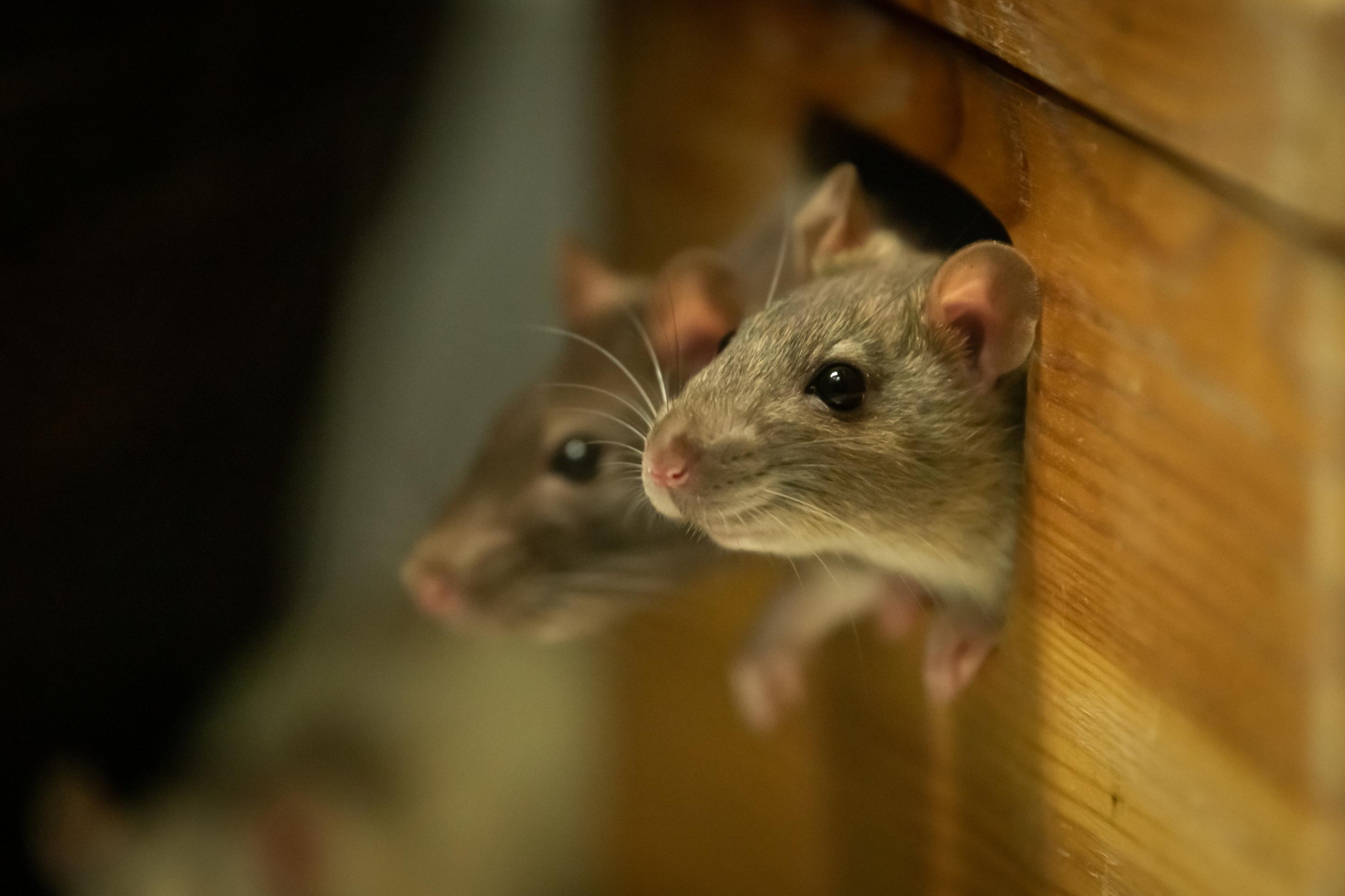 Zwei Ratten blicken aus runden Löchern in einer Holzkiste.