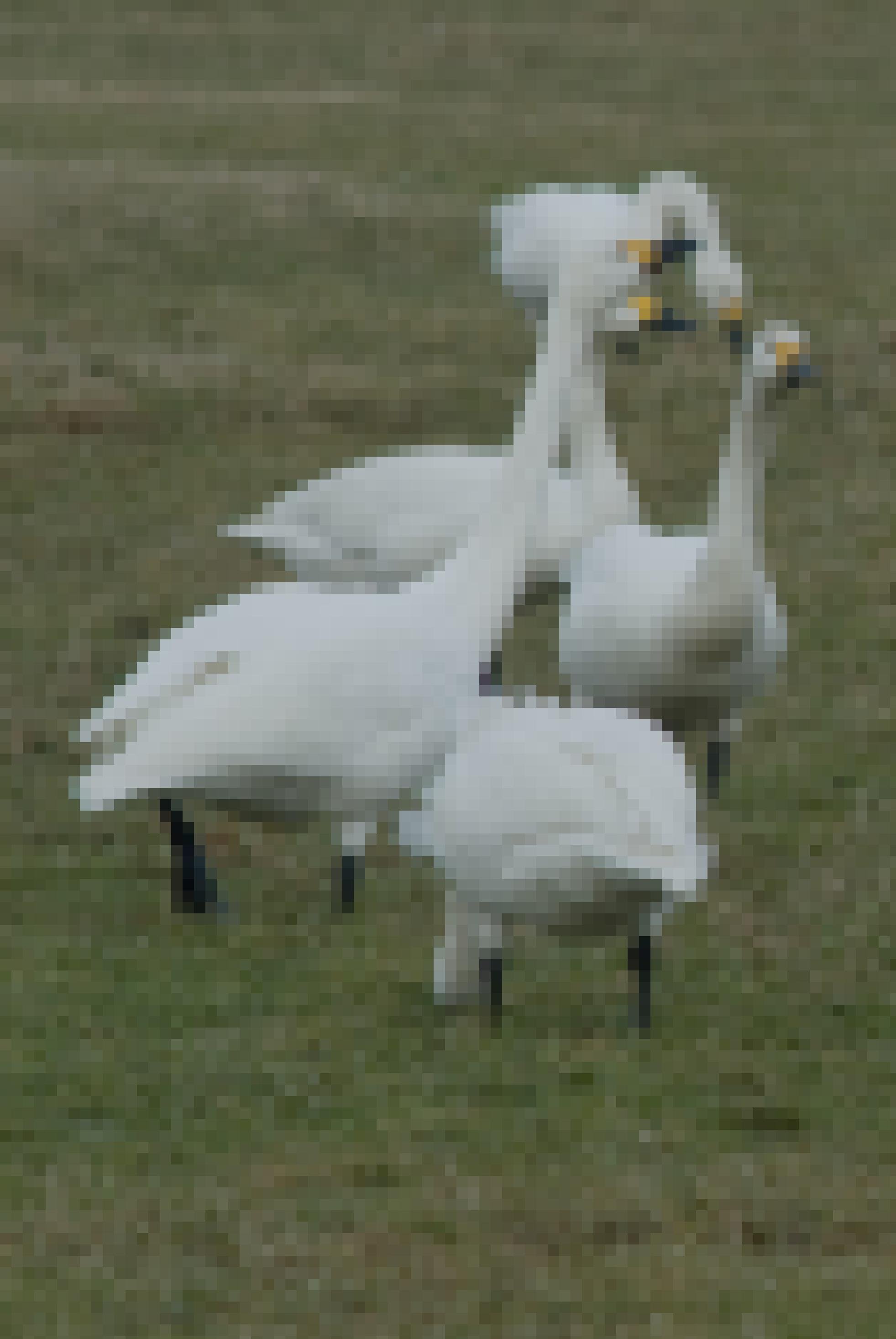 Zwergschwäne auf einer Wiese